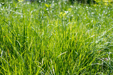 grass shining in the morning rays of sun.