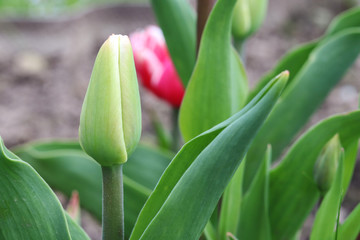 peony green tulips in the garden