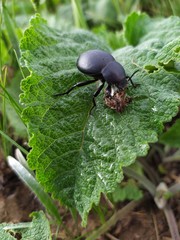 A large black beetle sits on a green leaf