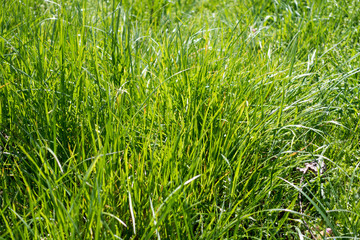 grass shining in the morning rays of sun.