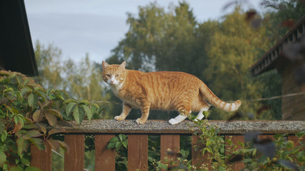 red cat, stands on the fence and look straight.