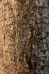 Natural background. The structure of the tree bark. Abstract background