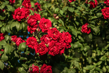 red rose bush in the garden