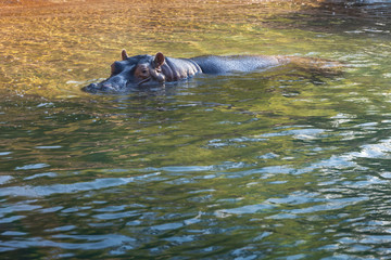 hippopotamus in water