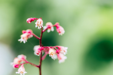 Jolies fleurs blanches et rose dans le jardin - Heuchera sanguinea