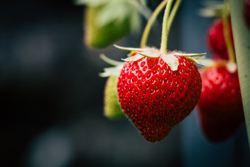 Fraisier et fraise mûre dans le jardin