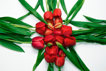 Red tulips laid out in shape on a white background.