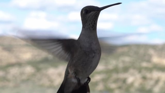 Hummingbird Hovering Down Macro Slow Motion Close-Up of Flying Hummingbird