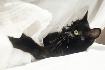 Black cat in an airy white veil. Black cat plays with a white curtain on the bed. Playful face.