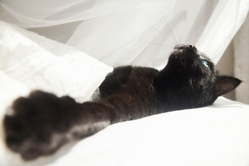 Black cat in an airy white veil. The black cat has extended a paw to you and looks at the sky.