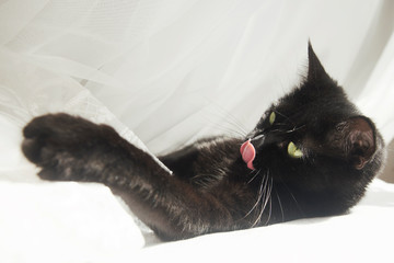 Black cat in an airy white veil. Playing with a white curtain, the cat extended its tongue and bent its paws to itself.