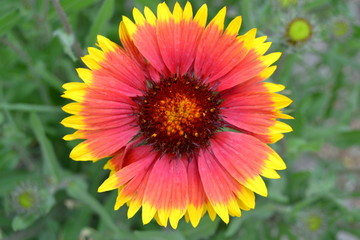 yellow flower on green background