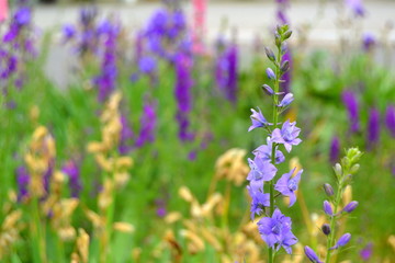 Field of blue flowers