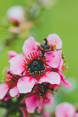 Arbuste à petites fleurs roses dans le jardin