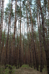 View of the depths of a pine forest. A wonderful combination of sky, trees and earth..