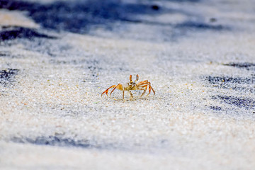 crab spider on the beach