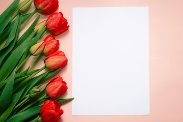 White sheet and red tulips on a beige background. Flat lay, top view.