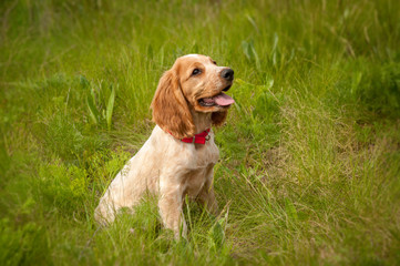 An adorable white-red Russian spaniel puppy is sitting in the green grass in a field. The puppy looks at the owner. Hunting dog. Selective focus.