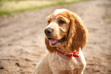 An adorable white-red Russian spaniel puppy is sitting on a dirt road. The puppy looks at the owner. Hunting dog. Selective focus. Head shot.