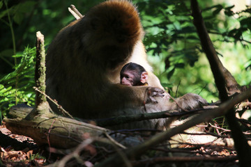 Ein wenige Tage altes Berberaffenbaby auf dem Affenberg Salem.