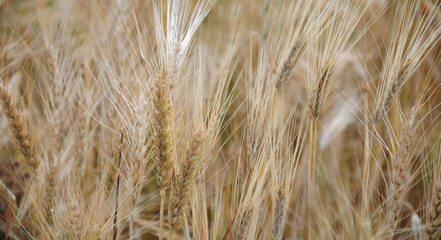 golden wheat field