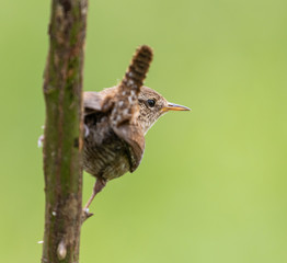 the various birds brighten spring!