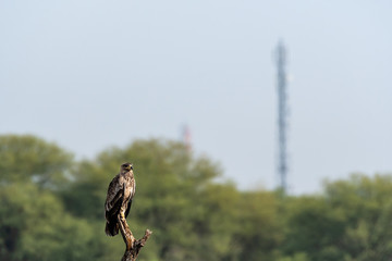 Steppe eagle or Aquila nipalensis perched with natural green background at tal chhapar sanctuary rajasthan india