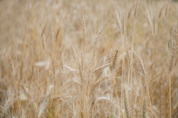 Background view of ears of yellow wheat