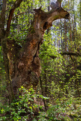 Uniquely shaped old oak tree 