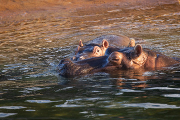 hippopotamus in water