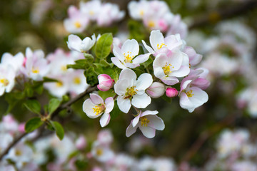 Apple tree in blossom. Beautiful spring garden. Outdoor landscape. Apple flowers close up