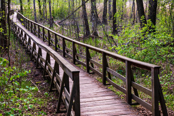 Fototapeta premium Walking path passage with barriers in wetland. Dab Dominik nature path, wet forest area. Jamniki, Poland, Europe.
