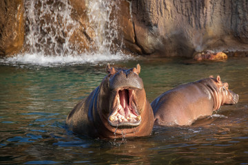 Hippopotamus  with mouth wide open in water