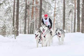 Siberian husky sled dog racing