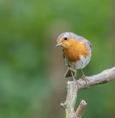 the various birds brighten spring!