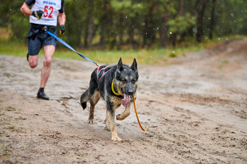 Canicross dog mushing race
