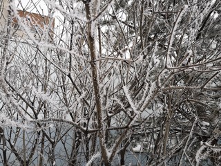 frost and snow on tree branches