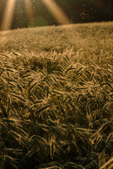 field of wheat in summer