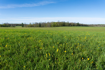 Dandelions in field with blue sky