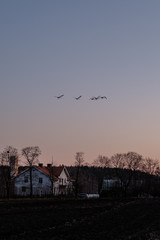 Swans at sunset