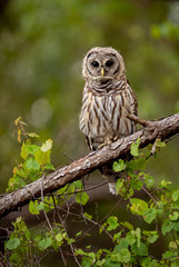 Barred Owl in Southern Florida 