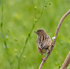 the various birds brighten spring!