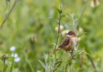 the various birds brighten spring!