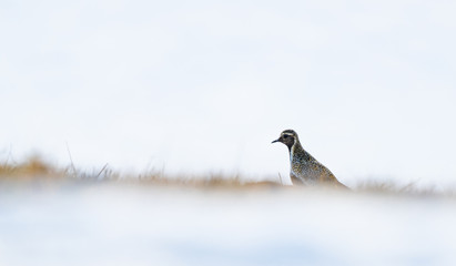 Heilo on a field