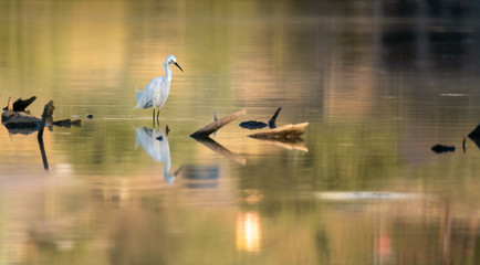 Snowy Egret in Lake 