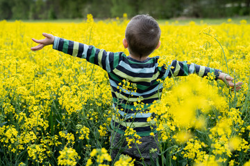 Szczęśliwy chłopiec na żółtym polu rzepaku w Polsce - obrazy, fototapety, plakaty