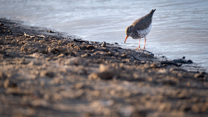 Spotted Sand Piper on the Beach 