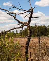 Dried dead tree trunk on marshland. Magazyn nature reserve in Sobiborski Landscape Park in Poland, Europe.