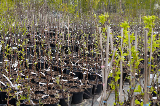 Nursery of young plants for sale in the garden center in nature in the spring.