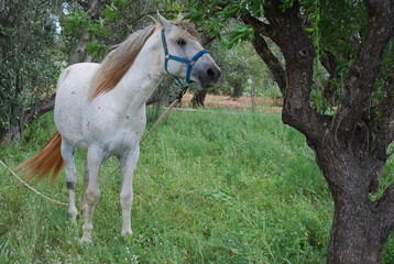 White Spanish Horse in Field